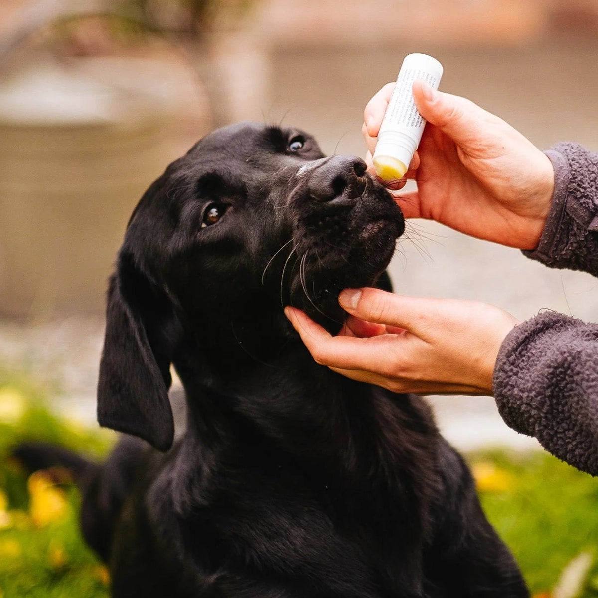 humle-nosig-nosstift-for-torr-och-sarig-nos