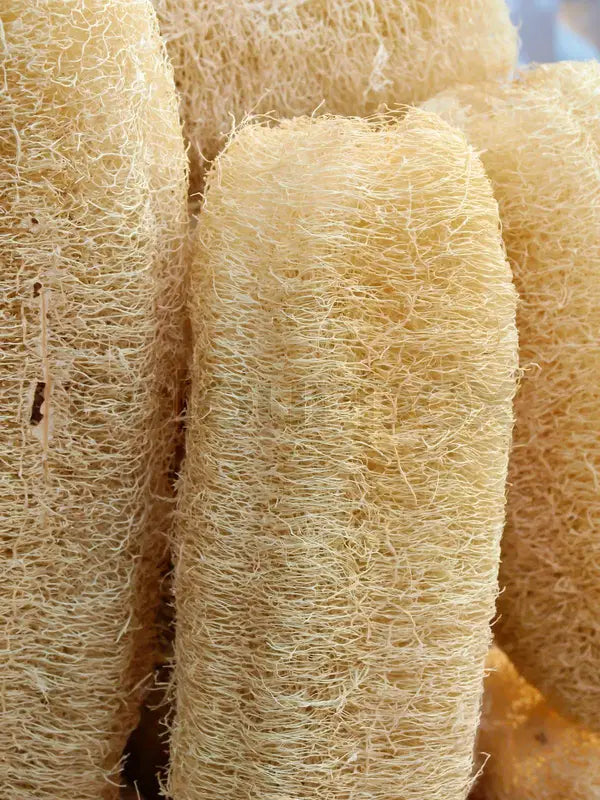 loofasvampar