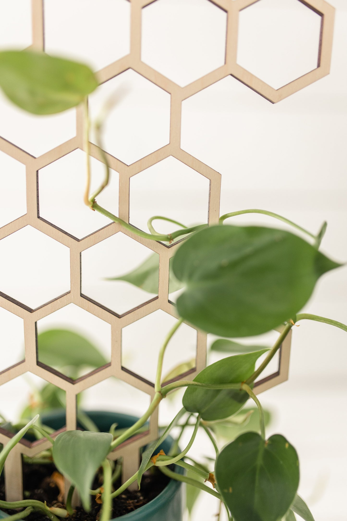 Växtstöd – "Bivax" Stor
